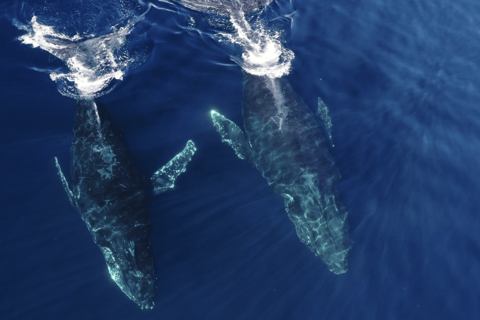 San Diego : Observation des baleines et des dauphins en bateau à moteur