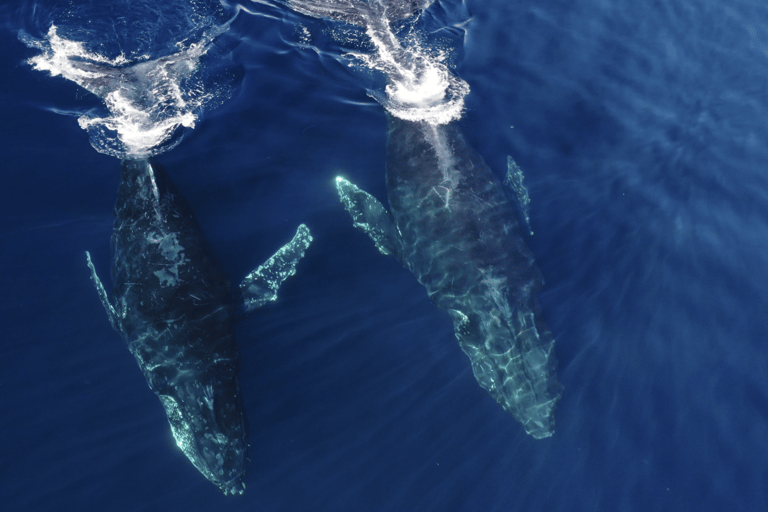 San Diego : Observation des baleines et des dauphins en bateau à moteur