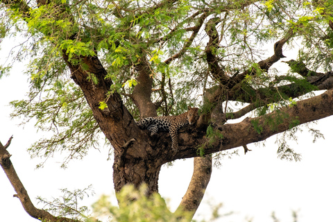 3-Day Ugandan tour with Murchison Falls, Rhinos & Chimpanzee