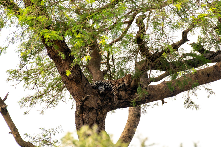 3-Day Ugandan tour with Murchison Falls, Rhinos & Chimpanzee