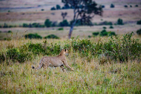 Nairobi: Viagem de 1 dia ao Parque Nacional Amboseli com a aldeia Masai