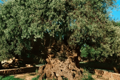 Safáris de luxo em jipe em Chania: Segredos da degustação de vinhos e azeite de olivajipe premium