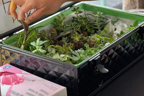Create your succulent terrarium in the city of San José Create your succulent terrarium in San Jose