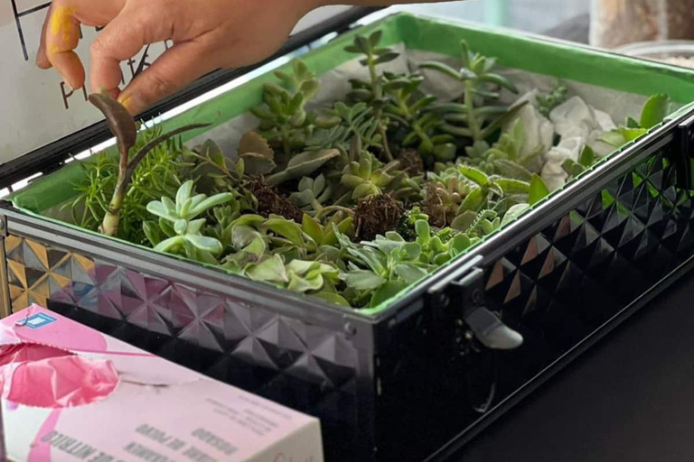 Create your succulent terrarium in the city of San José Create your succulent terrarium in San Jose