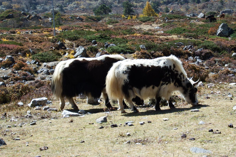 From Kathmandu: Langtang Valley Trek with Accommodation Langtang Trek