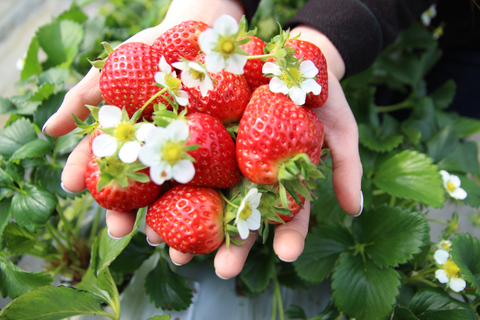 Seoul: Strawberry Farm & Winter Sled & Eobi Ice Valley Shared Tour - Meet at DDP Station