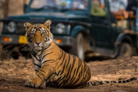 Z Jaipuru: Prywatna jednodniowa wycieczka do Ranthambore z safari tygrysówSafari tygrysów Ranthambore jeepem