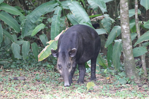 Uvita: Corcovado Rainforest & Wildlife Adventure