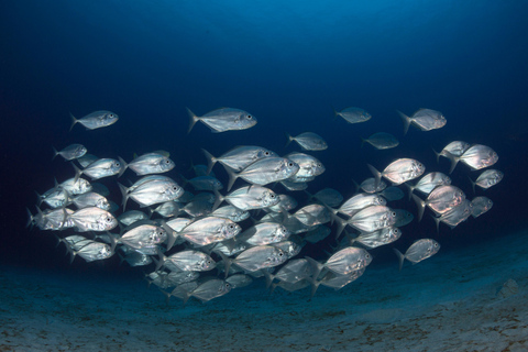 Guided Marine Life Excursion in Estepona Guided Marine Life 2h