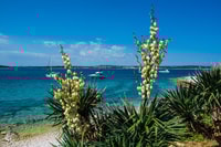 Medulin, Bootsfahrt nach Kamenjak/Ceja mit Mittagessen und Getränken - Housity