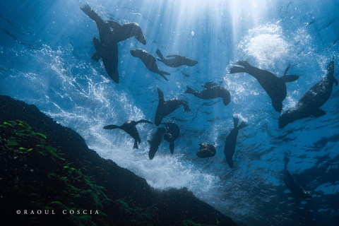 Cape Town; Kelp Forest SCUBA Dive