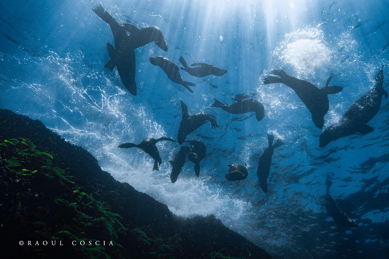 Cidade do Cabo; Mergulho com SCUBA na Kelp Forest