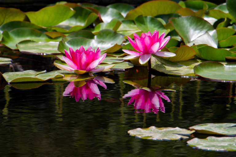 MUCBO | Jardí Botànic de Sóller - Museu Balear de Ciências Naturais