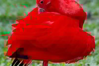 Trinidad, esperienza eco-culturale combinata - Housity