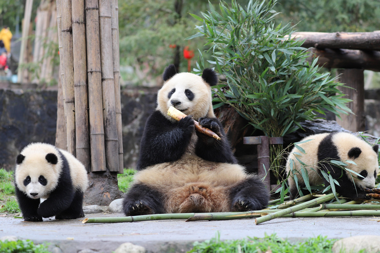 Chengdu: Panda Base and Leshan Giant Buddha Day Tour