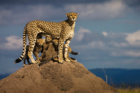 4Daagse Masai Mara en Lake Nakuru SafariMiddenklasse accommodatie: Stay Jambo en lake Nakuru Lodge