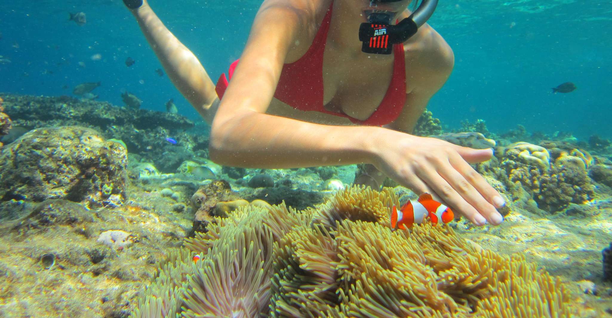 All Include Snorkeling at Menjangan Island - Housity