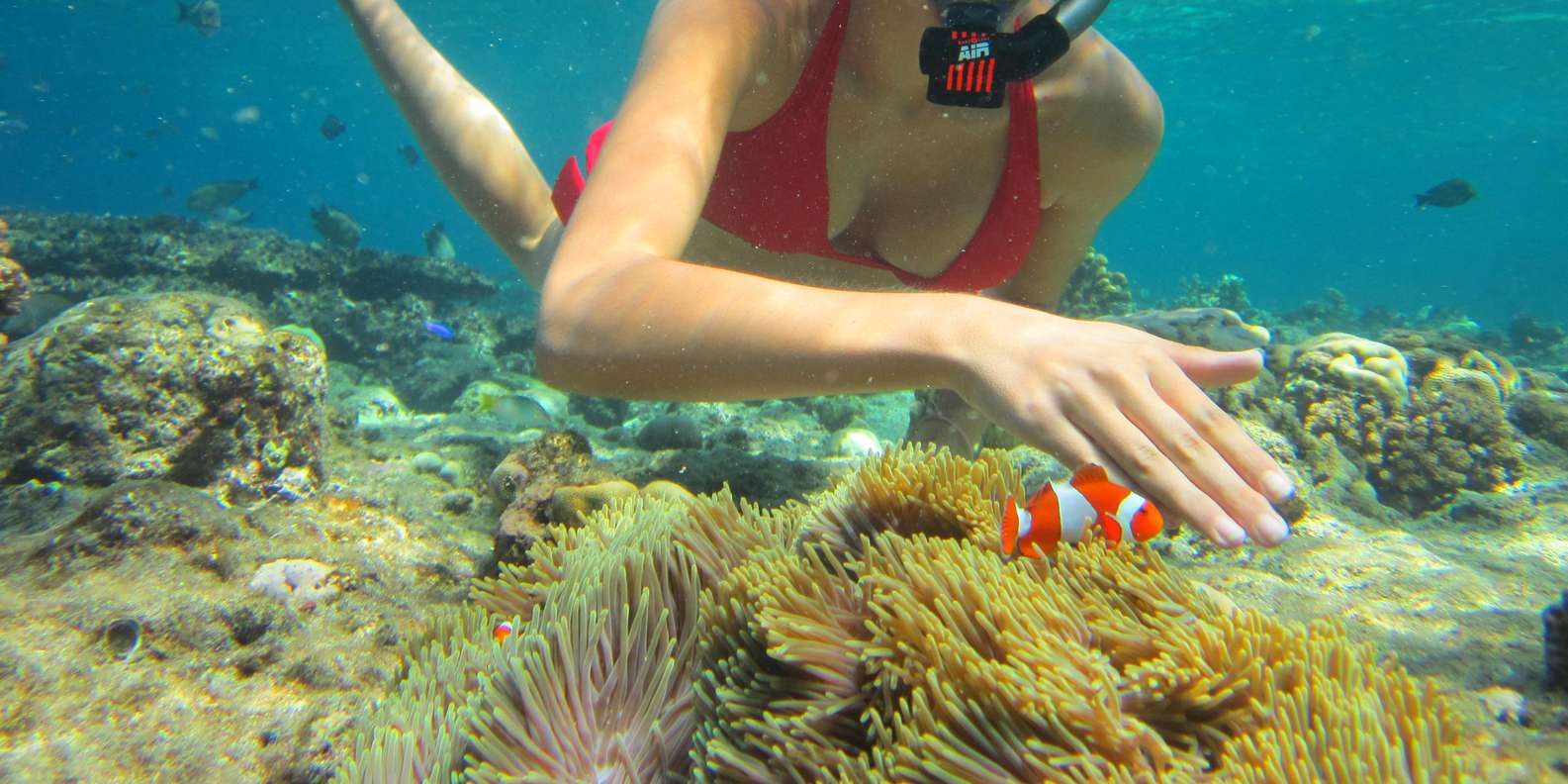Bali snorkeling tour — underwater marine life and coral reefs — image 2