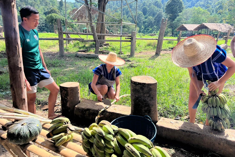 Chiang Mai : Nouvelle maison des éléphants Programme de soins aux éléphantsAvec transfert depuis la ville de Chiang Mai