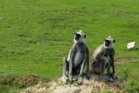 From Sigiriya: Wilpattu National Park Private Jeep Safari