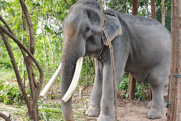 Siem Reap: Tur i liten grupp till Kulen Elephant ForestSiem Reap: Smågruppstur till Kulen Elephant Forest