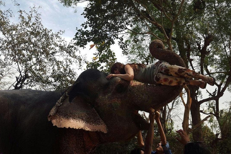 Jaipur: Hathigao Elephant Village Ride, Feeding, & Photos Riding, Feeding, Climbing And Photography with Elephant