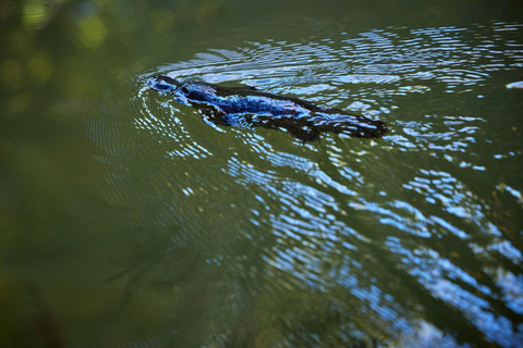 De Cairns: Rainforest & Nocturnal Wildlife TourVisite des plages du nord et de Palm Cove