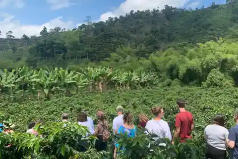 Excursiones a fincas de cacao y café desde Pereira o Armenia