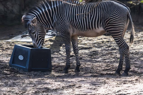 Chicago: A Guided Walking Tour of Lincoln Park Zoo