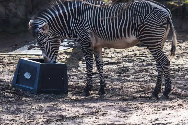 Chicago: A Guided Walking Tour of Lincoln Park Zoo