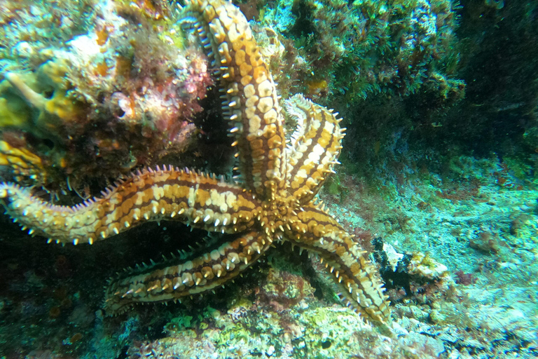 São Vicente: Enseada de Coral Snorkeling Wycieczka z przewodnikiemSão Vicente: Enseada de Coral Snorkeling Wycieczka z przewodnikiem -4+