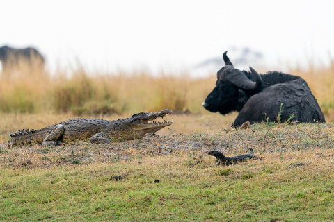 3 DayS Mikumi Safari from Dar es Salaam.