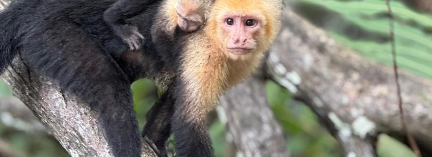 Expérience de la mangrove depuis Uvita
