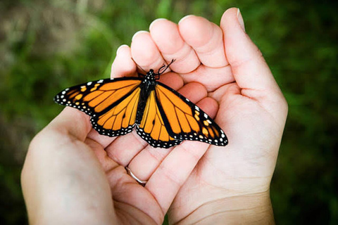 Zanzibar: Jozani Forest, Village & Butterfly Center