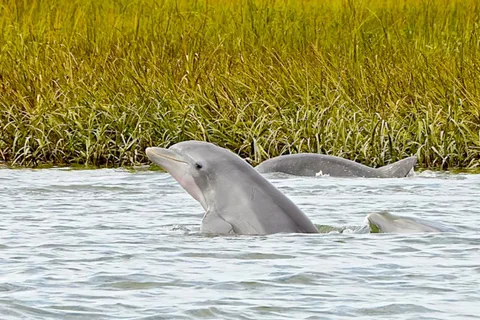 Savannah: Dolphin Spotting Eco Tour with Experienced Captain
