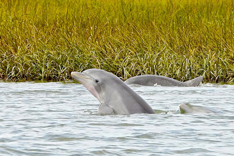 Savannah: Wycieczka ekologiczna z delfinami z doświadczonym kapitanem