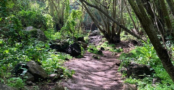 Gran Canaria: Excursion to the Laurisilva Forest