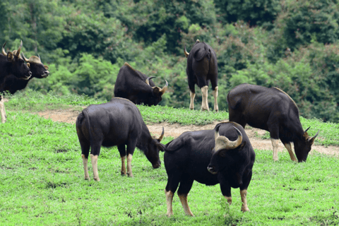 Au départ de Bangkok : Khao Yai Private Charter avec de multiples options2 jours / MPV (4ppl)