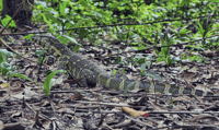 Beobachtung von Schimpansen im Conkouati National Park - Housity