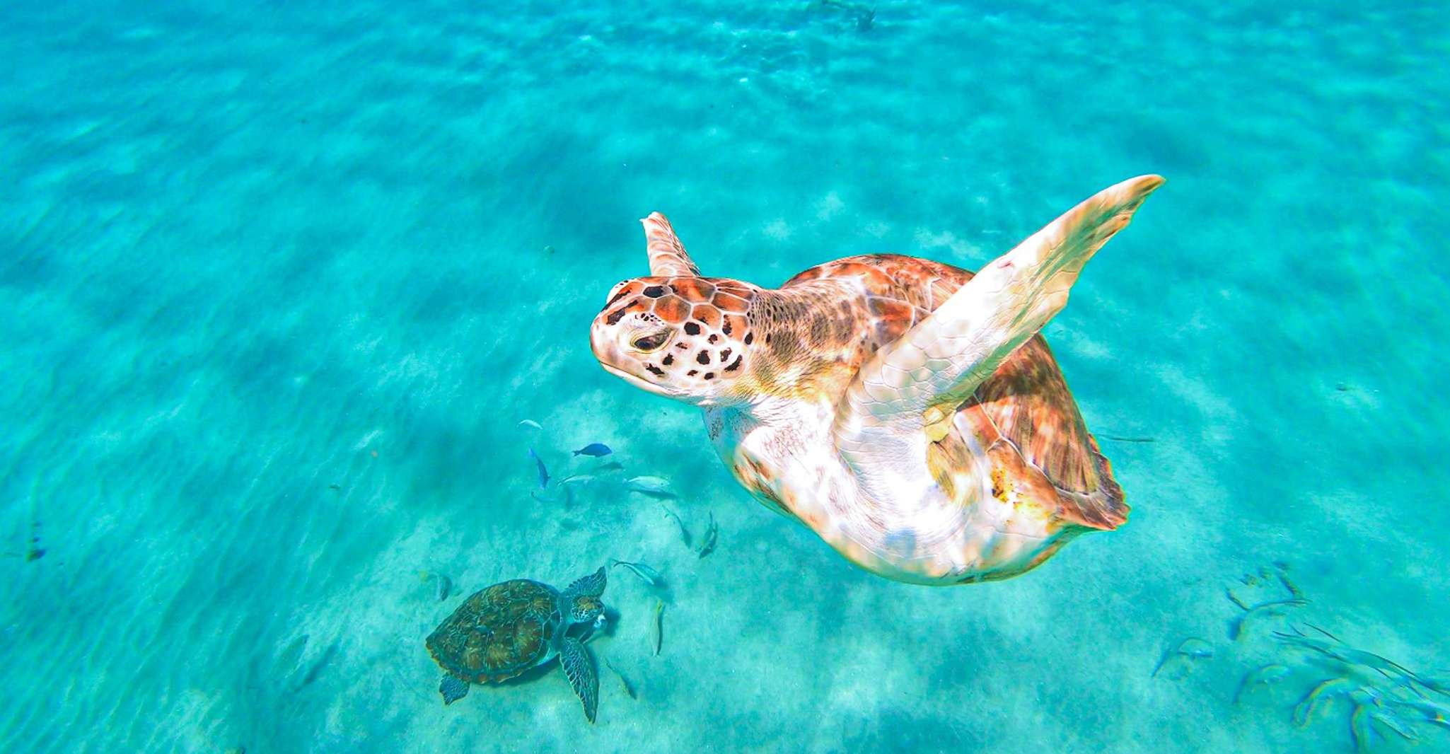 Curaçao, Turtle Bay & Blue Room Boat Tour with Snorkeling - Housity