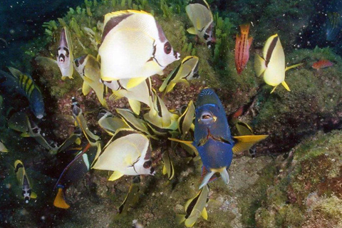 As maravilhas oceânicas de Jeddah: Mergulha no Mar Vermelho