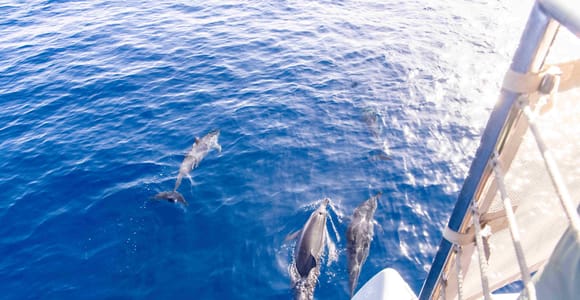 Maui: Kaanapali Dolphin Watching Boat Trip with Lunch