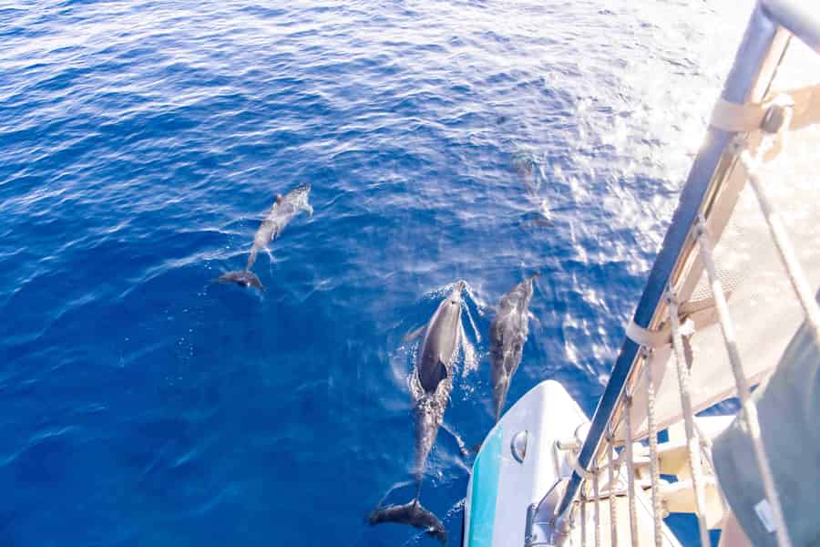 Maui: Kaanapali Delphinbeobachtung Bootsfahrt mit Mittagessen. Foto: GetYourGuide