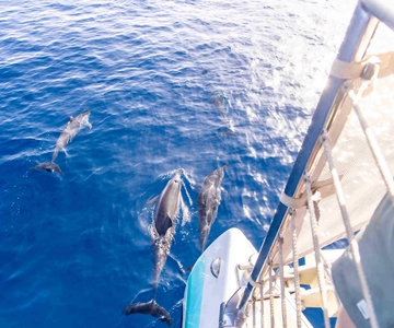 Maui: Kaanapali Dolphin Watching Boat Trip with Lunch