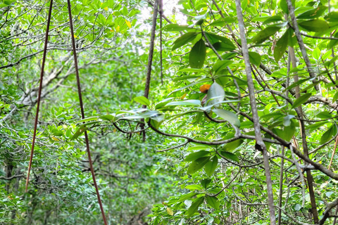 Zanzibar: tour guidato della foresta di Jozani con trasferimento in hotel