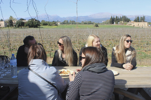 Alcúdia/Can Picafort: Guided Vineyard Visit and Wine Tasting Pickup at a Meeting Point in Can Picafort