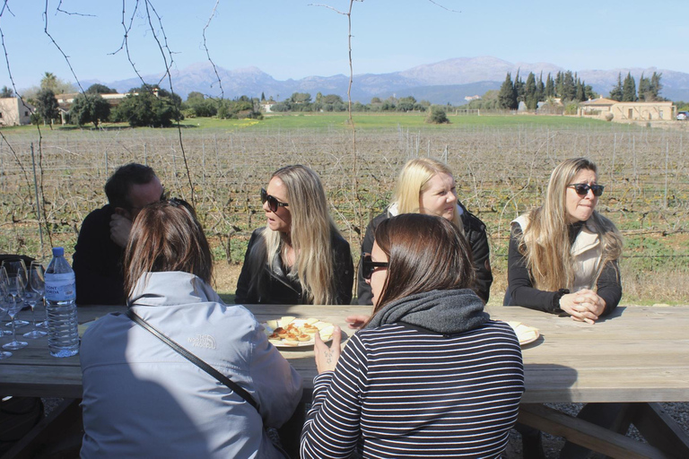 Alcúdia/Can Picafort: Guided Vineyard Visit and Wine Tasting Pickup at a Meeting Point in Can Picafort