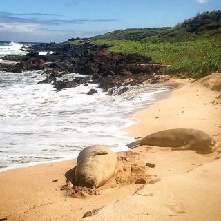 Kauai: Private Wildlife, Beach Hike with Snorkel Option