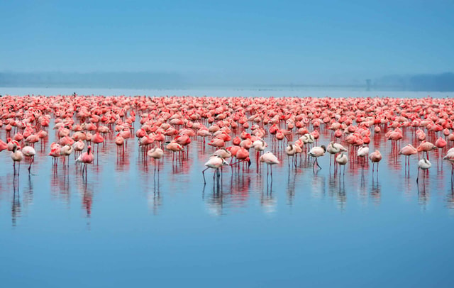 Dar es Salaam: 5-Day Selous and Mikumi National Park Tour