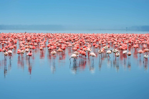 Dar es Salaam: Tour de 5 días por los parques nacionales de Selous y Mikumi